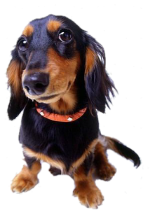 a cute doggy
